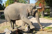 Elefant